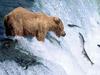 Screen Themes - Alaskan Wilderness - Grizzly Bear Gone Fishing