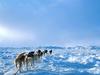 Screen Themes - Arctic Adventures - Dog Sled Team