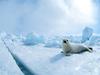 Screen Themes - Arctic Adventures - Harp Seal near Crevasse