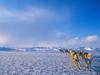 Screen Themes - Arctic Adventures - Sled Dogs Running in Snowfield