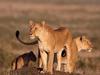 Screen Themes - Big Cats - African Lionesses