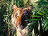 Screen Themes - Big Cats - Bengal Tiger