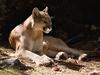 Screen Themes - Big Cats - Cougar