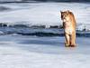 Screen Themes - Big Cats - Cougar by Icy Stream