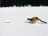 Screen Themes - Big Cats - Cougar Chasing Rabbit