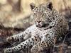 Screen Themes - Big Cats - Leopard in Shade