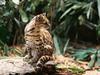 Screen Themes - Big Cats - Oncilla
