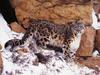 Screen Themes - Big Cats - Snow Leopard