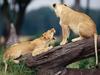 Screen Themes - Big Cats - Young Lions on Trunk