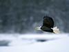 Screen Themes - Birds of Prey - Bald Eagle in Flight