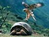 Screen Themes - Birds of Prey - Galapagos Hawk & Giant Turtle