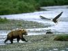 Screen Themes - Birds of Prey - Grizzly Bear & Bald Eagle
