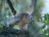 Screen Themes - Birds of Prey - Red-Shouldered Hawk
