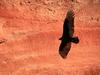 Screen Themes - Birds of Prey - Turkey Vulture