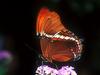 Screen Themes - Butterflies - Brown Siproeta Butterfly & Flowers