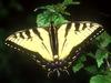 Screen Themes - Butterflies - Eastern Tiger Swallowtail Butterfly