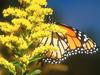 Screen Themes - Butterflies - Monarch Butterfly