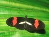 Screen Themes - Butterflies - Small Postman Butterfly on Leaf