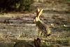 Black-tailed Jackrabbit (Lepus californicus)