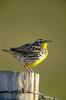 Western Meadowlark (Sturnella neglecta)