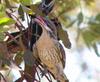 birds in the mist 4/8