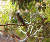 birds in the mist 6/8