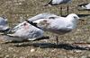 seagull stretching