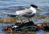 tern dozing