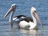 Australian pelicans cruisin'