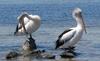 Australian pelican itch