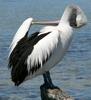 Australian pelican scratch