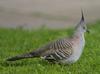 Australian Crested Pigeon