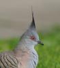 Australian Crested Pigeon