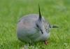 Australian Crested Pigeon