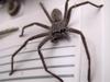 Huntsman Spider