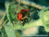 ladybird