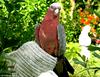 Parrot (called a 'Cockatoo-Rosalbin')