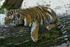 Siberian Tiger (baby male)