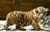 Siberian Tiger (baby male)