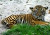 Siberian Tiger (baby male)