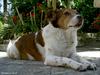 Dog (female)