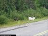 albino moose