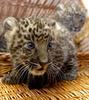 asian leoprads