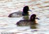 검은머리흰죽지 Aythya marila (Greater Scaup)