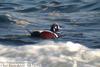 흰줄박이오리 Histrionicus histrionicus (Harlequin Duck)