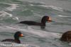 검둥오리 Melanitta nigra (Common Scoter)