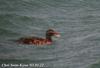 검둥오리사촌 Melanitta fusca (Velvet Scoter)