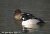 흰뺨오리 Bucephala clangula (Common Goldeneye)