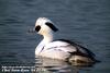 흰비오리 Mergus albellus (Smew)