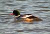 비오리 Mergus merganser (Common Merganser)